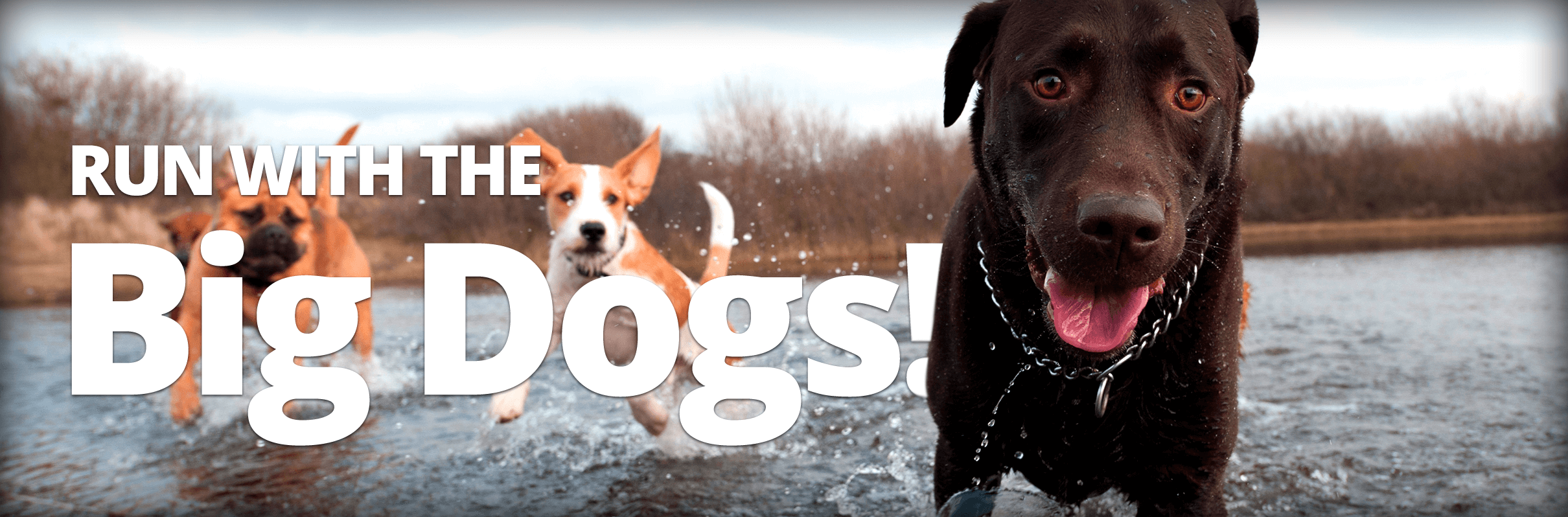 promo-hero Run with the big dogs